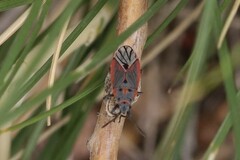 Melacoryphus nigrinervis