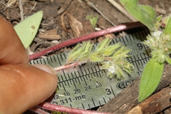 Phacelia inconspicua