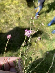 Erica tetralix