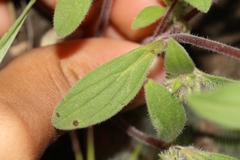 Phacelia inconspicua