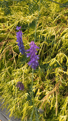 Vicia cracca