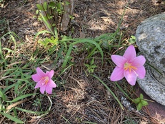 Zephyranthes robusta