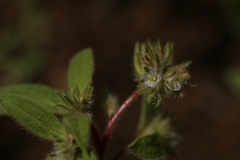 Phacelia inconspicua