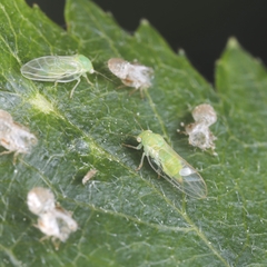 Cacopsylla peregrina