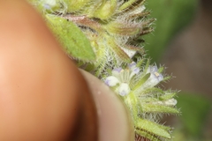 Phacelia inconspicua