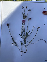 Erica tetralix