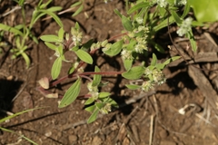 Phacelia inconspicua