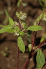 Phacelia inconspicua