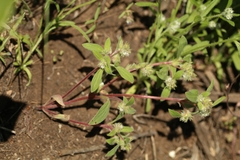 Phacelia inconspicua