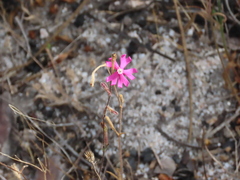 Silene scabriflora