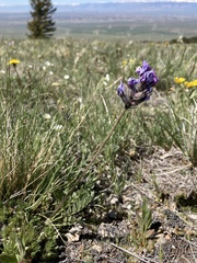 Oxytropis besseyi ventosa