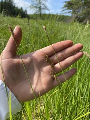 Carex prairea