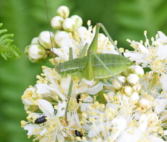 Poecilimon macedonicus