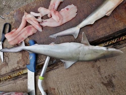 Brazilian sharpnose shark (Rhizoprionodon lalandii) — Carcharhinidae — 4