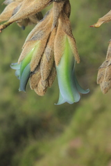 Puya bicolor