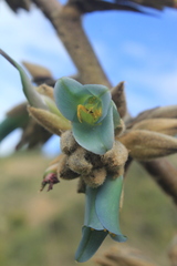 Puya bicolor