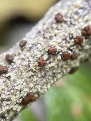 Brigantiaea praetermissa