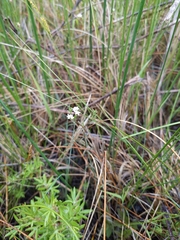 Galium labradoricum