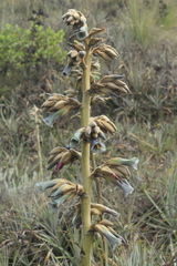 Puya bicolor