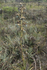 Puya bicolor