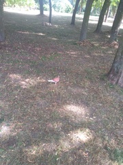 Columba livia domestica