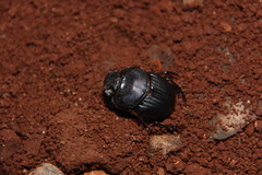 Coprophanaeus milon