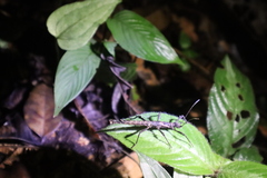 Creoxylus