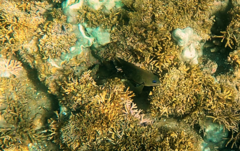 Stegastes rectifraenum