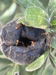 Forelius pruinosus