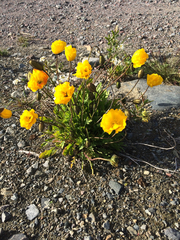 Papaver croceum