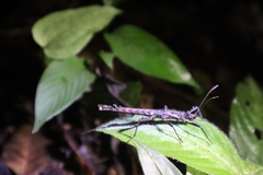 Creoxylus