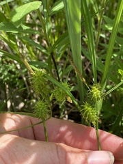 Carex cryptolepis