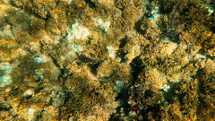 Stegastes rectifraenum