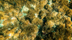 Stegastes rectifraenum