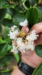 Lythraceae