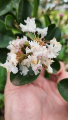 Lythraceae