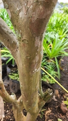 Lythraceae