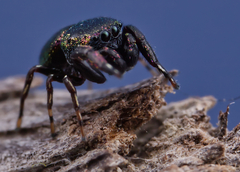 Sassacus cyaneus