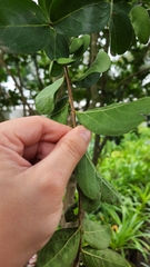 Lythraceae