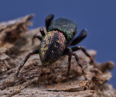 Sassacus cyaneus