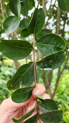 Lythraceae