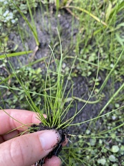 Eleocharis intermedia
