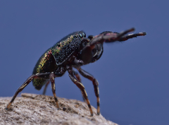 Sassacus cyaneus
