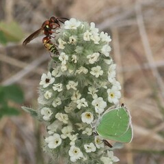 Callophrys affinis homoperplexa