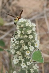 Callophrys affinis homoperplexa