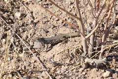 Aspidoscelis tesselatus
