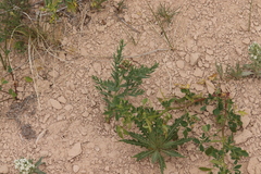 Comandra umbellata pallida