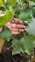 Populus