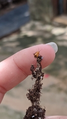 Ambracius dufouri