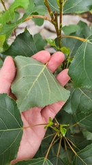 Populus